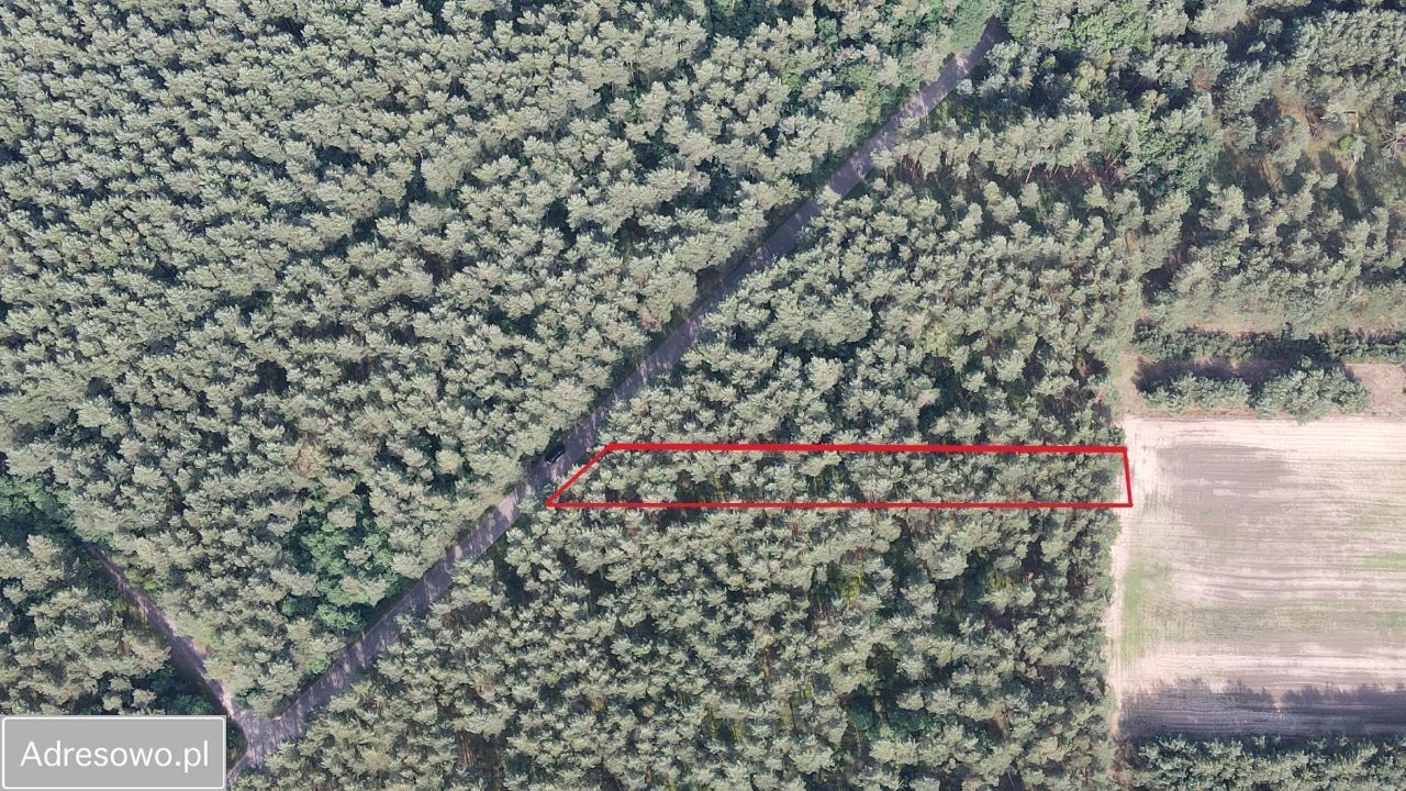 Działka leśna Ostrowy nad Okszą, ul. Zadworna. Zdjęcie 6