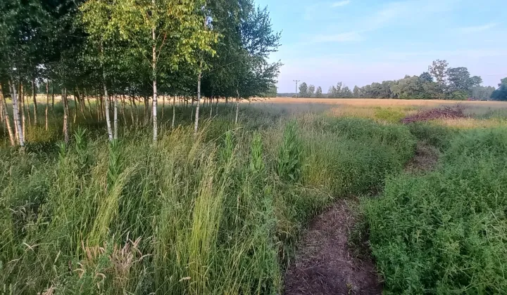 Działka budowlana Czatkowice, ul. Leśna