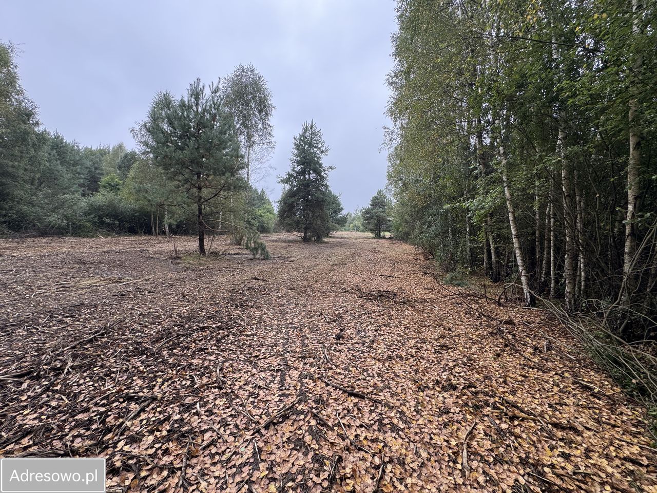 Działka rolno-budowlana Rogowice. Zdjęcie 4