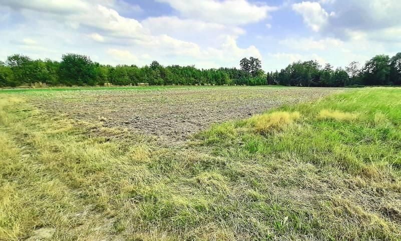 Działka rolna Nowa Wieś. Zdjęcie 2