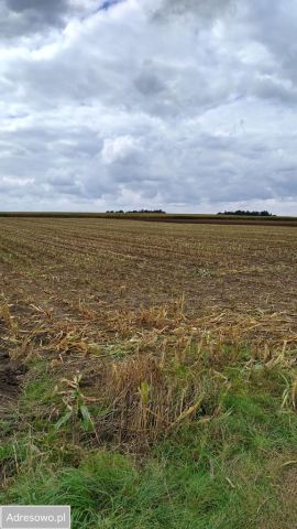 Działka rolna Czacz. Zdjęcie 1