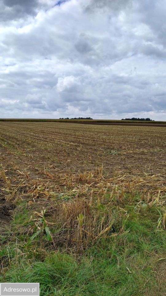 Działka rolna Czacz. Zdjęcie 1