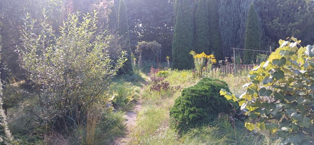 Działka rod Poznań Krzesiny. Zdjęcie 4