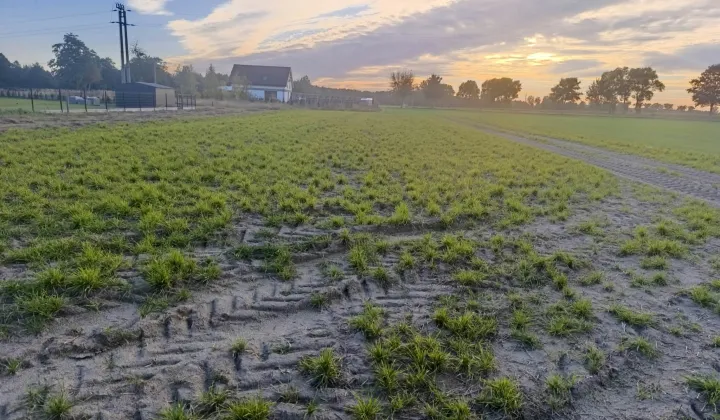 Działka rolno-budowlana Wiewiórczyn, Brak