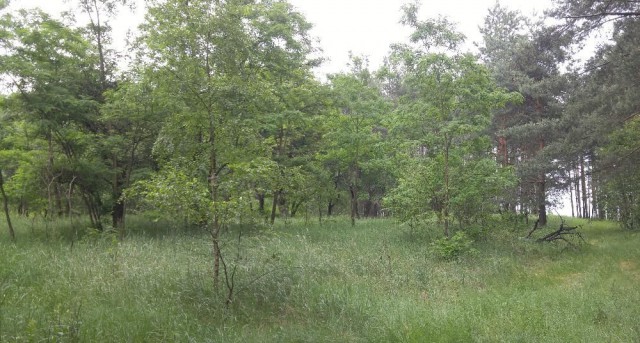 Działka leśna Weronikopole. Zdjęcie 1
