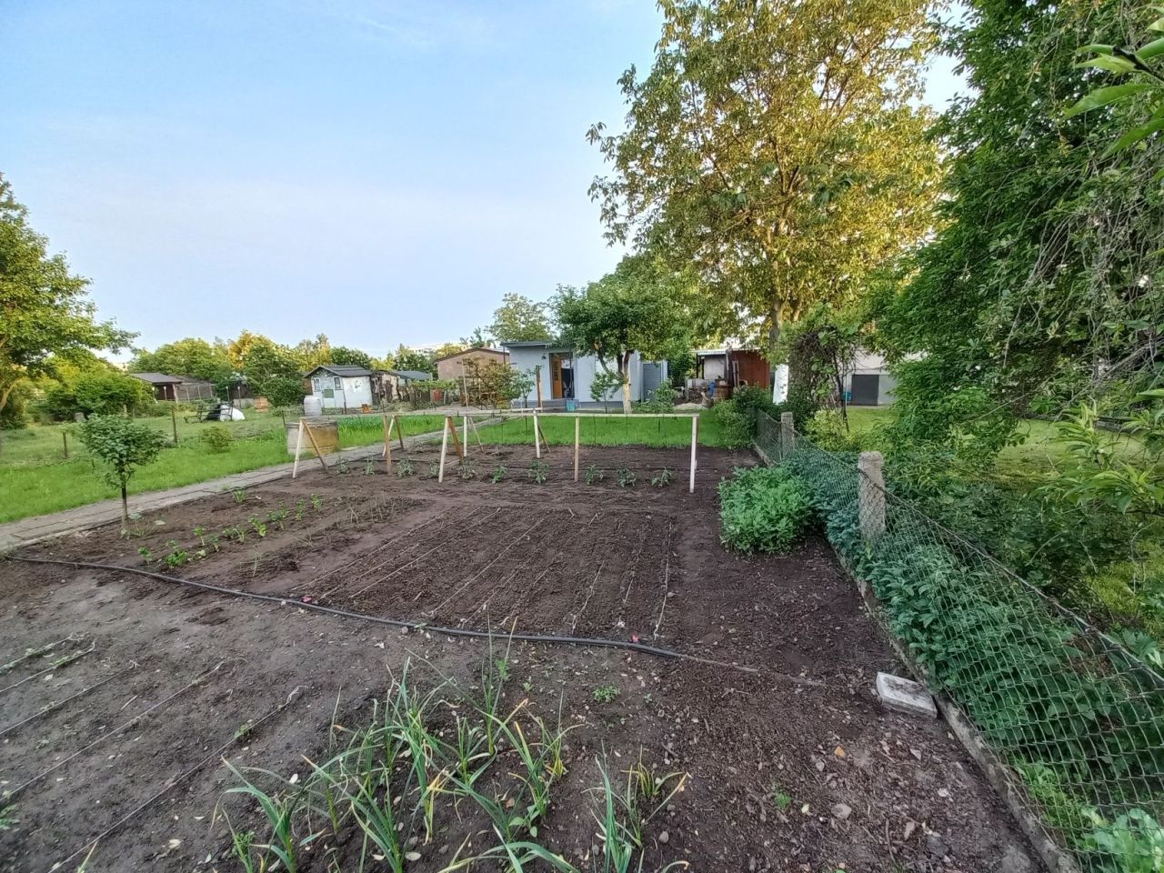 Działka rod Pleszew, ul. Wierzbowa. Zdjęcie 5