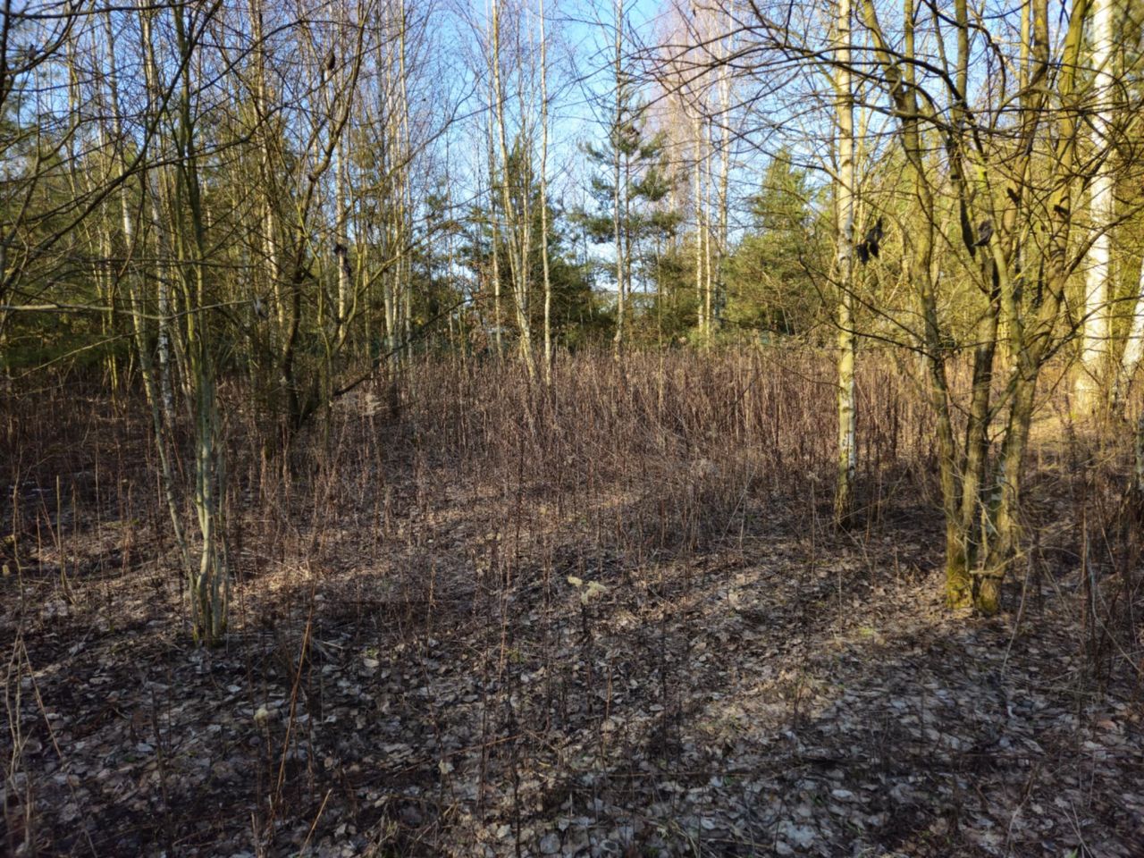 Działka budowlana Cychry. Zdjęcie 2