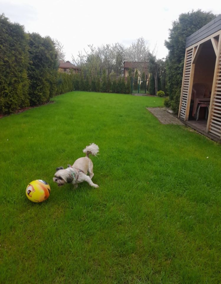 Działka rod Będzin Górki Małobądzkie. Zdjęcie 6