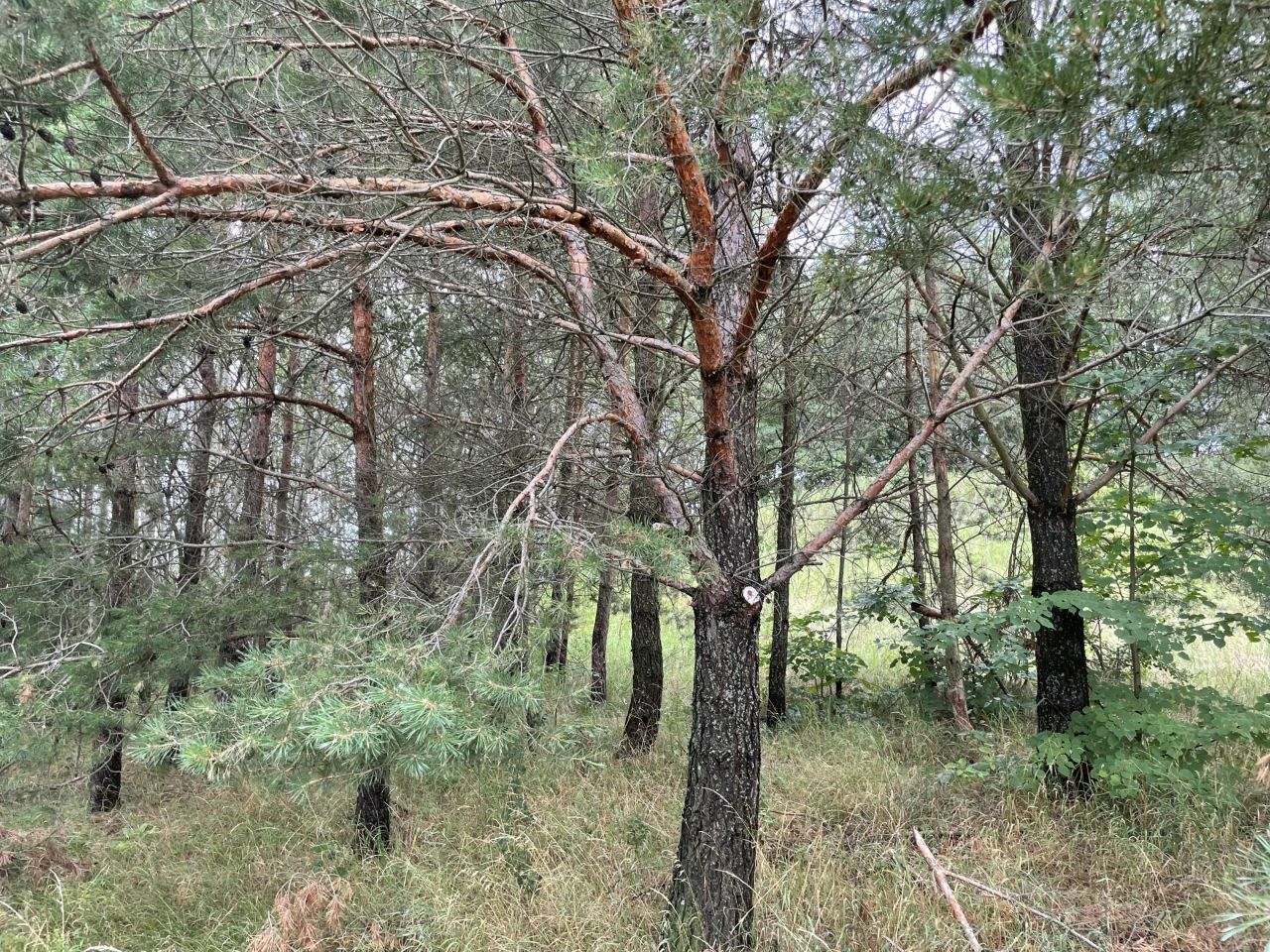 Działka rolno-budowlana Kopczany. Zdjęcie 16