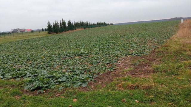 Działka budowlana Jeżowa. Zdjęcie 1