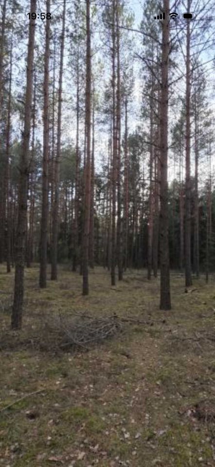 Działka leśna Motułka. Zdjęcie 3