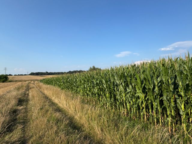 Działka rolno-budowlana Wieszowa. Zdjęcie 8