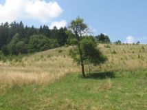 Działka rekreacyjna Żdanów. Zdjęcie 2