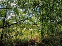 Działka budowlana Jasin, ul. Mieszka. Zdjęcie 4
