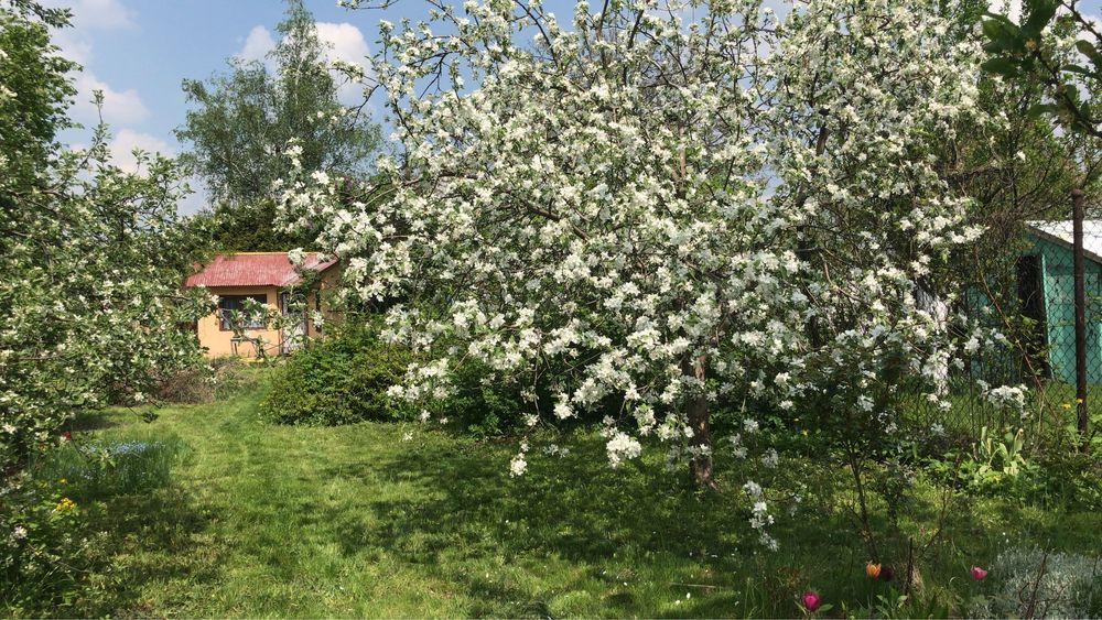 Działka rod Zabrze, ul. Wolności. Zdjęcie 1