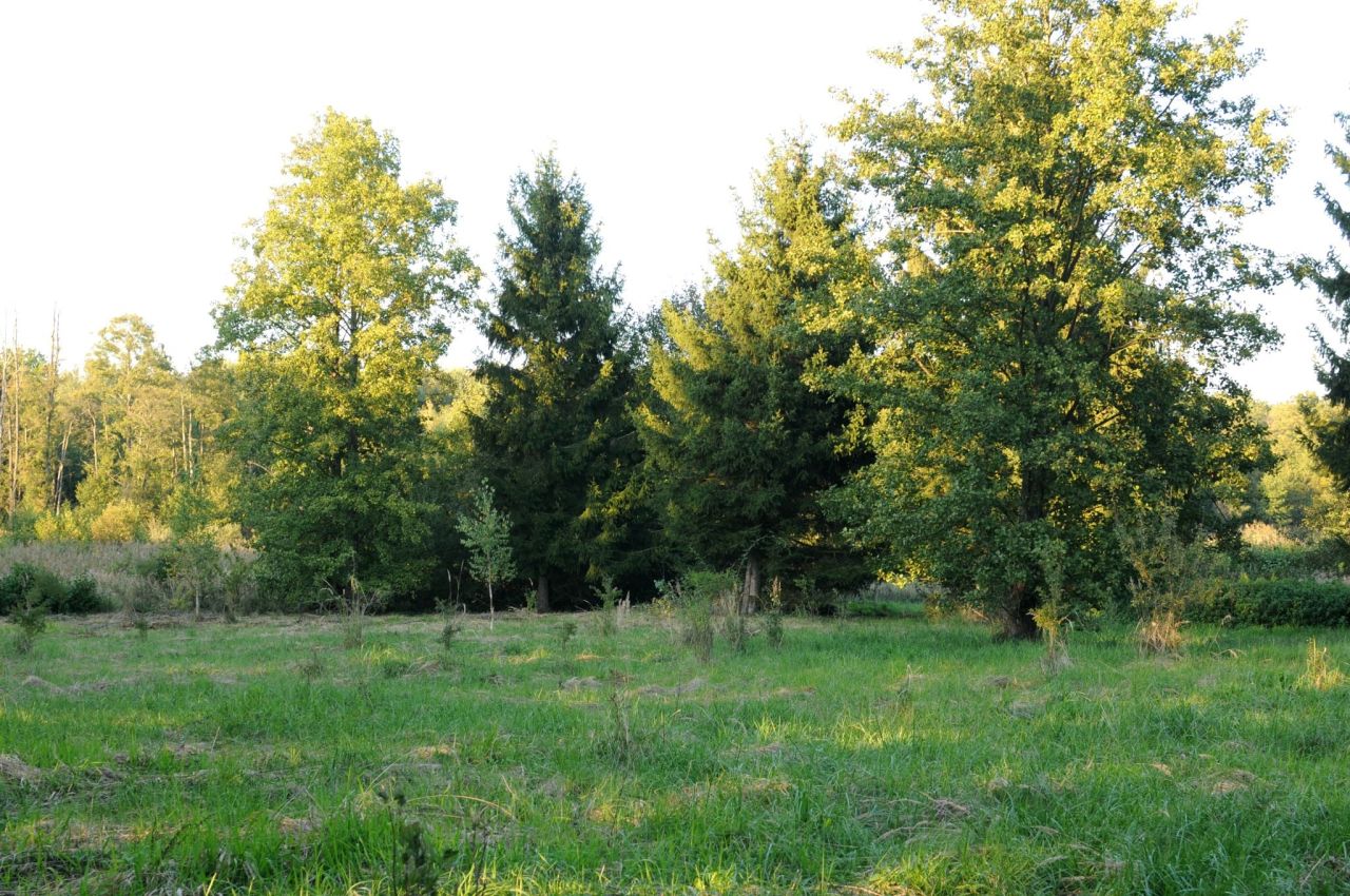Działka siedliskowa Grzegorzewice, ul. Pałacowa. Zdjęcie 13
