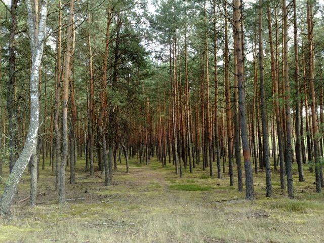 Działka leśna Czarniecka Góra. Zdjęcie 1