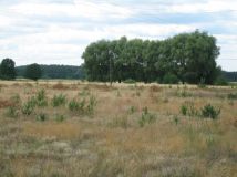 Działka budowlana Rogi. Zdjęcie 4