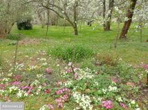 dom wolnostojący, 6 pokoi Lasowice. Zdjęcie 2