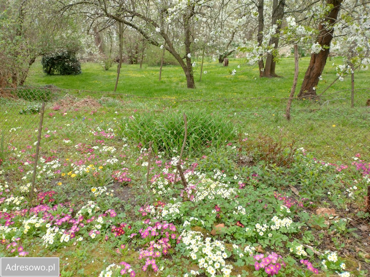 dom wolnostojący, 6 pokoi Lasowice. Zdjęcie 3