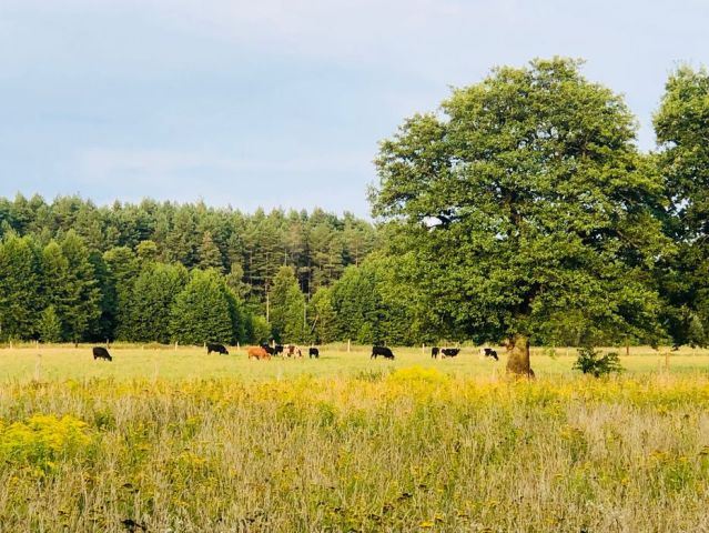 Działka rolna Mierki. Zdjęcie 1