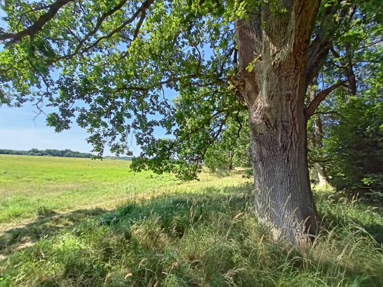 Działka budowlana Mechowo. Zdjęcie 5