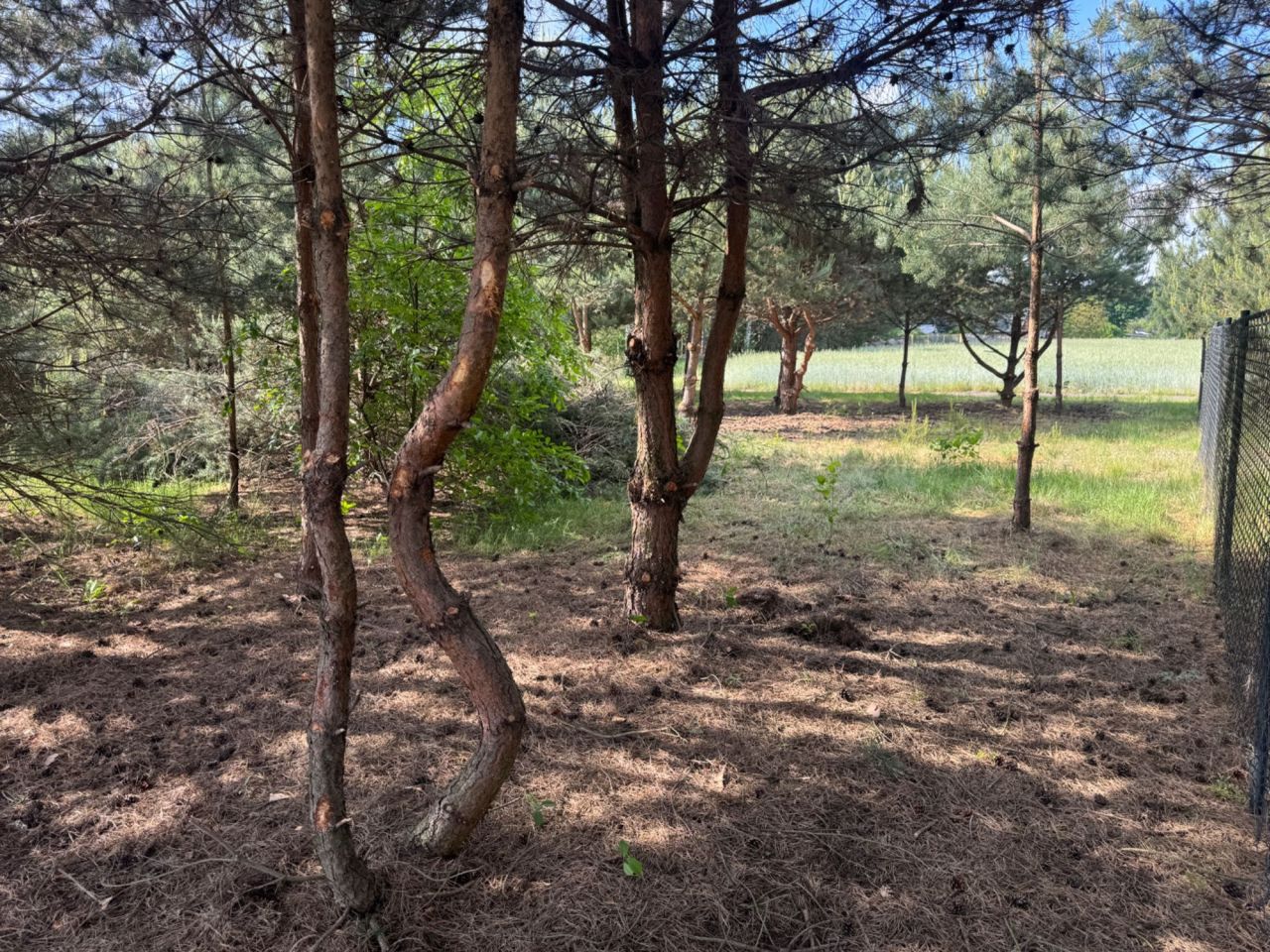 Działka budowlana Ostrowy nad Okszą. Zdjęcie 4