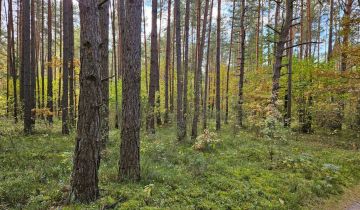 Działka leśna Suków Podmarzysz