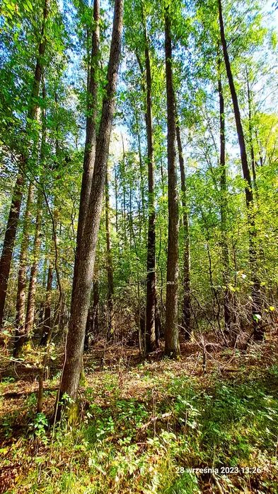 Działka rolno-budowlana Serski Las. Zdjęcie 5