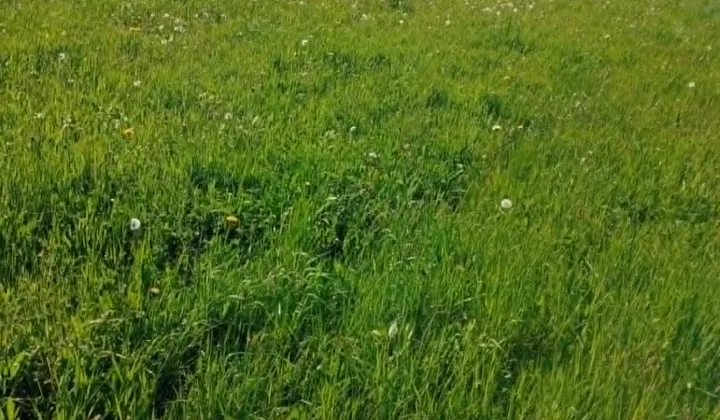 Działka rolno-budowlana Jedlicze Męcinka, ul. Jesionowa