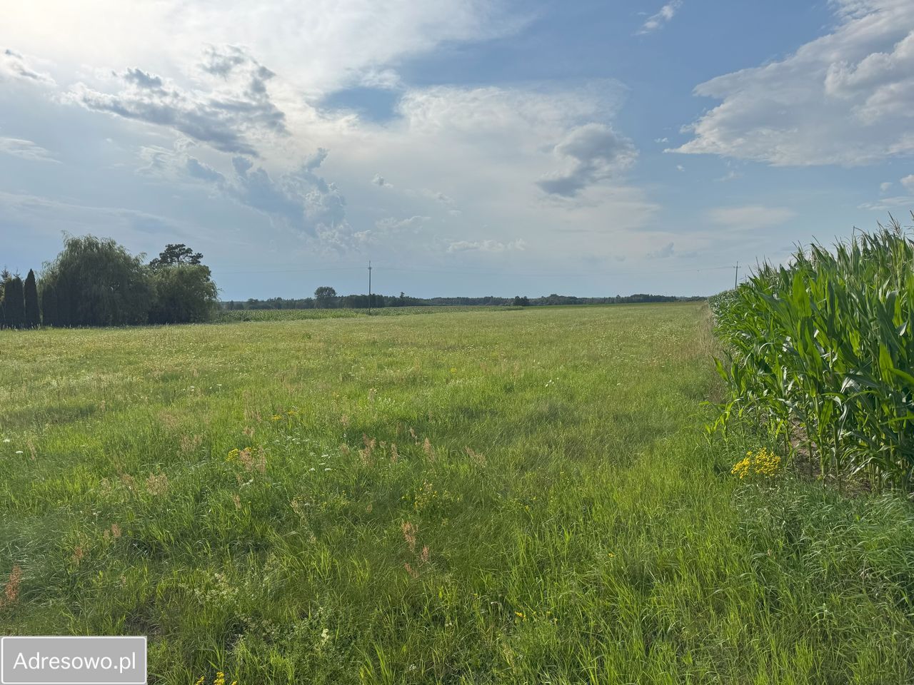 Działka rolna Rogowo