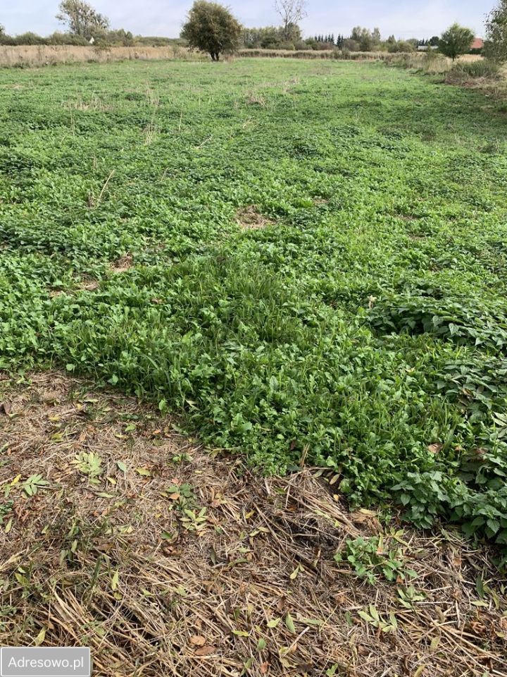 Działka budowlana Skokówka. Zdjęcie 3