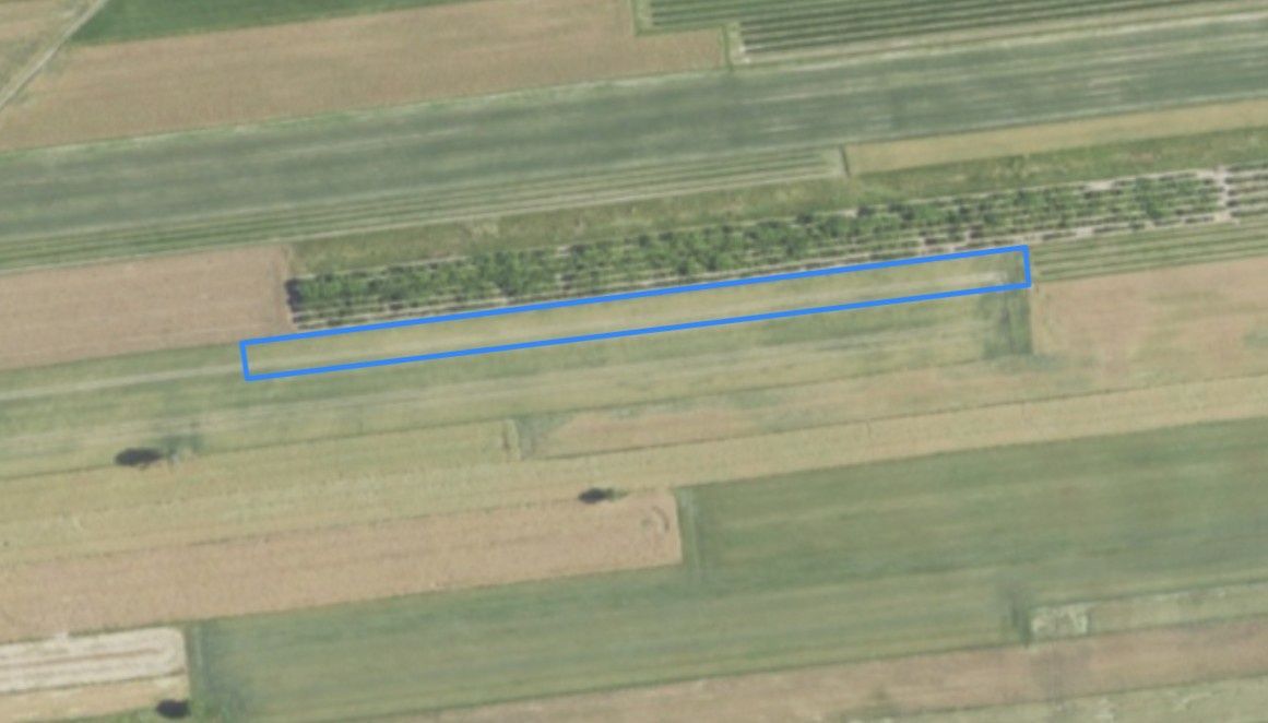 Działka rolna Rybczewice Pierwsze. Zdjęcie 2