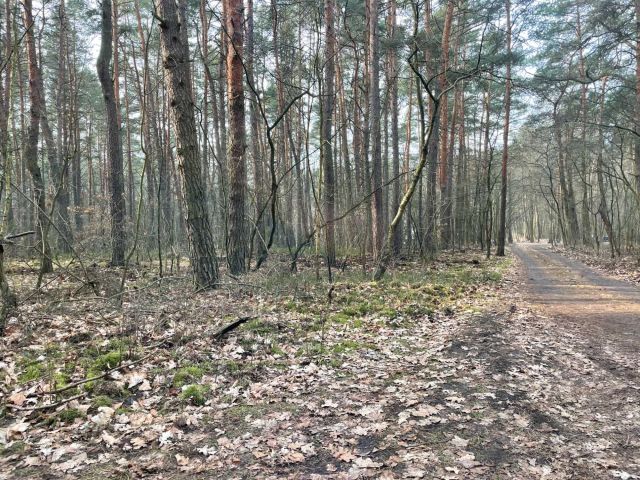 Działka leśna Otwock Świerk. Zdjęcie 1
