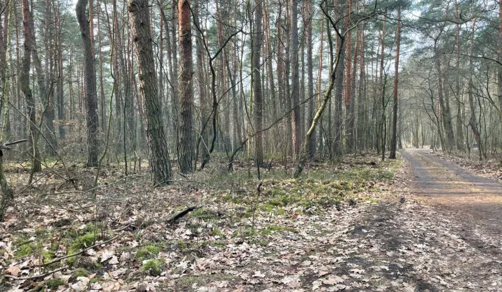 Działka leśna Otwock Świerk