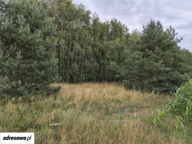 Działka leśna Łobzowiec. Zdjęcie 1