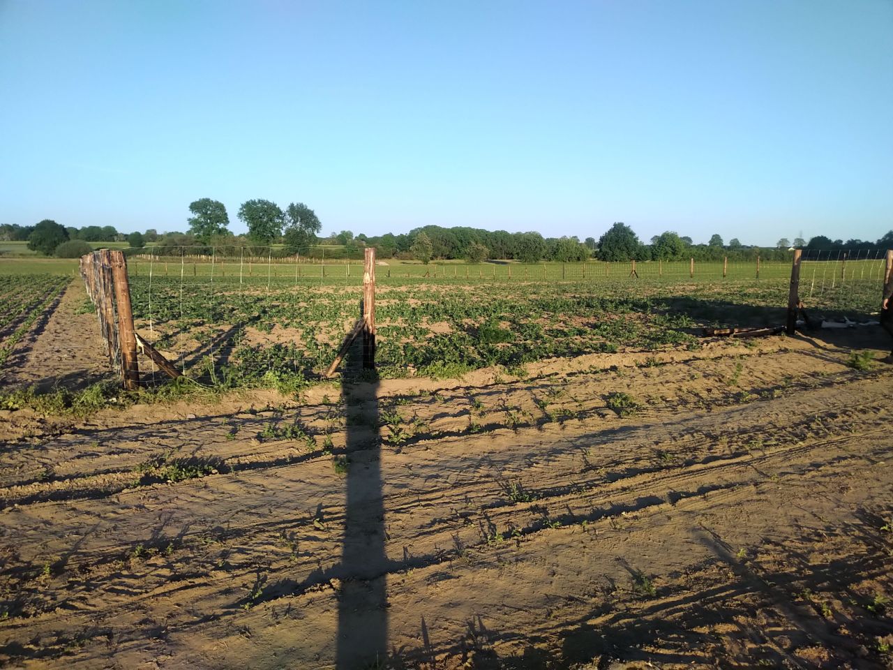 Działka rolno-budowlana Borzyszewo, ul. Graniczna