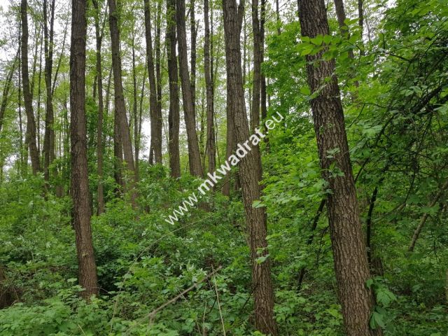 Działka rolna Korabiewice. Zdjęcie 6