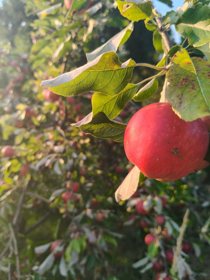 Działka rod Częstochowa Kiedrzyn, ul. św. Brata Alberta. Zdjęcie 6