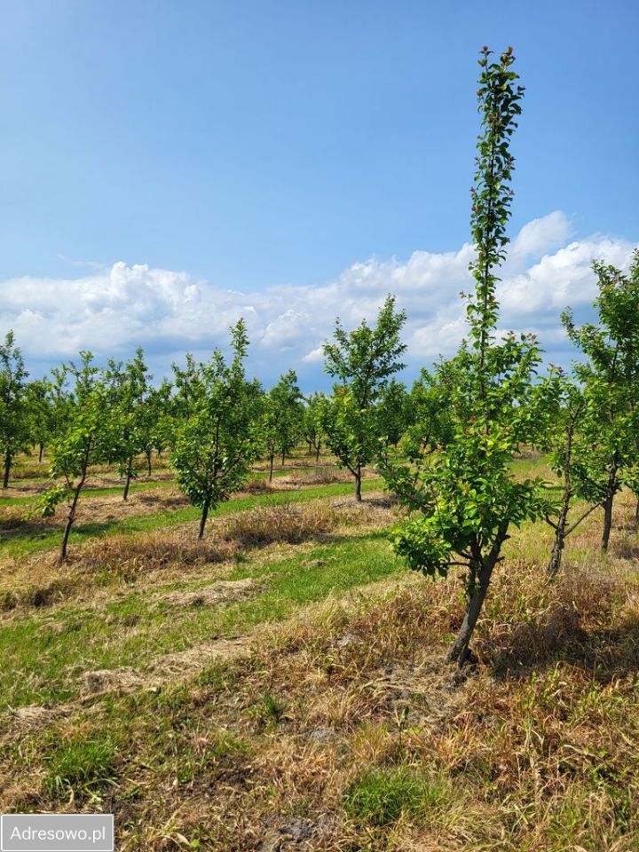 Działka rolna Stefanków. Zdjęcie 3