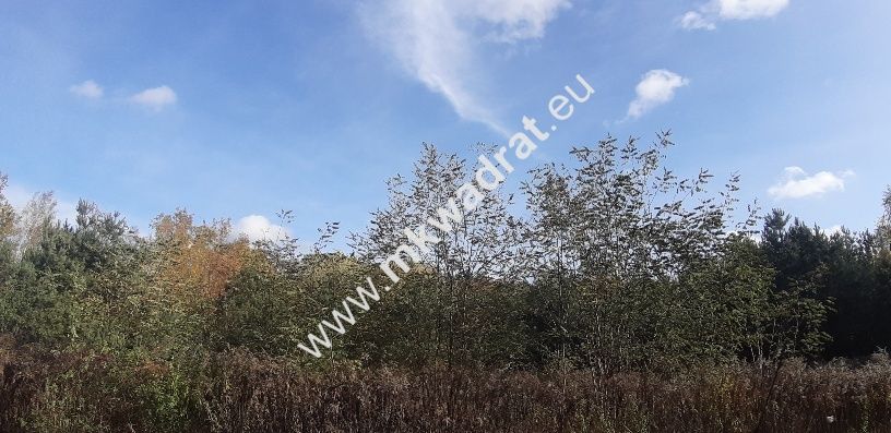 Działka budowlana Szczęsne. Zdjęcie 5