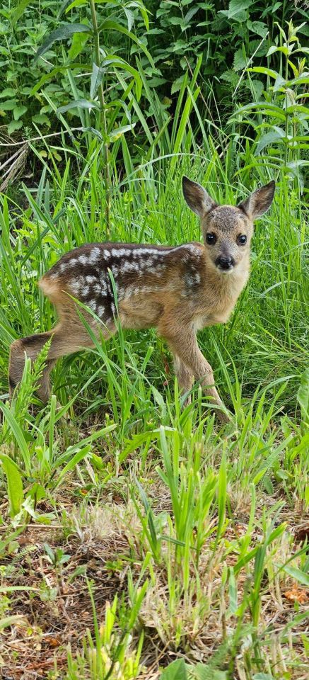Działka rolno-budowlana Dłużew. Zdjęcie 7