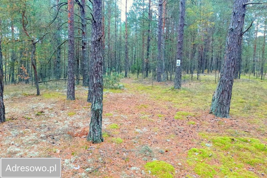 Działka leśna Zielona Chocina. Zdjęcie 10