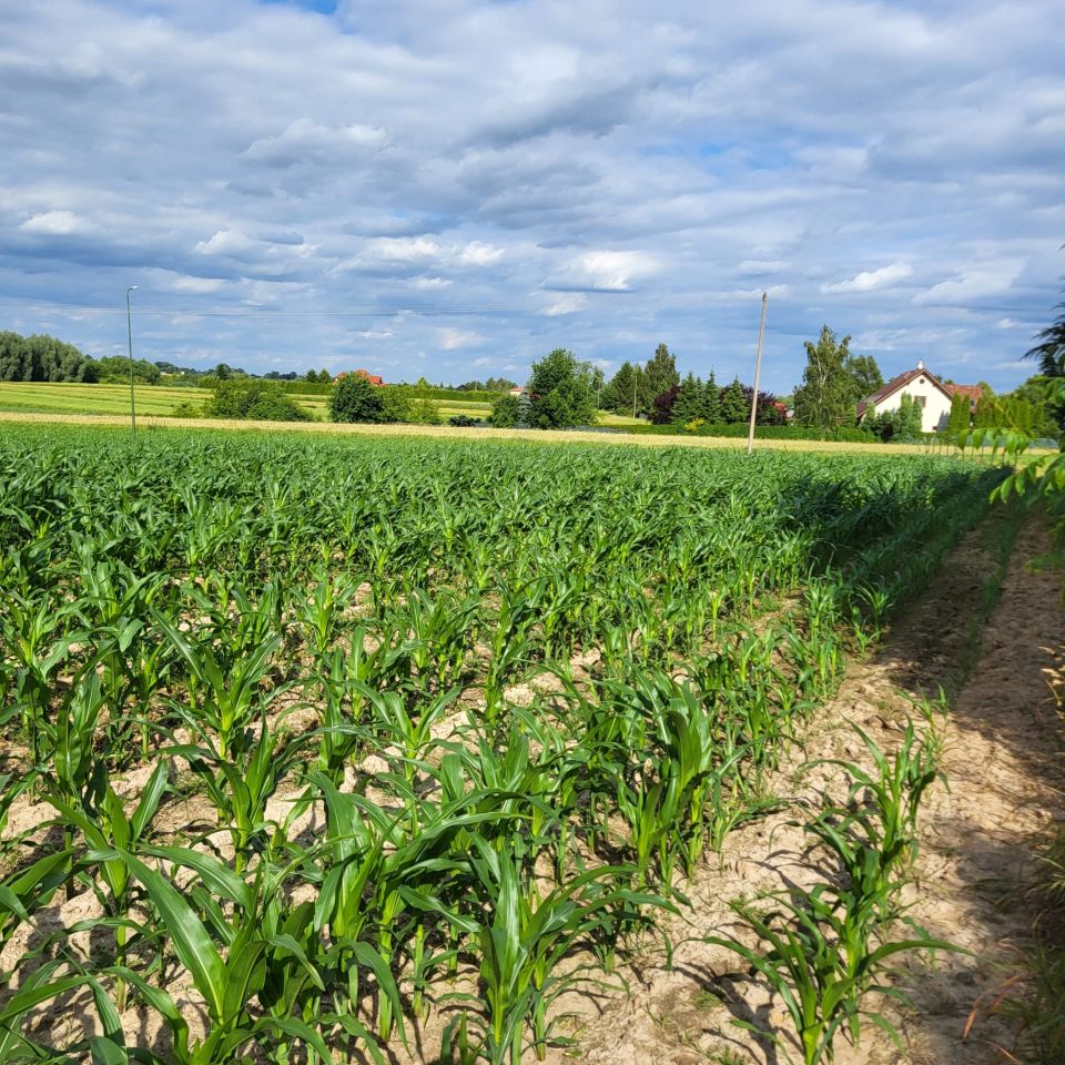 Działka budowlana Płouszowice-Kolonia. Zdjęcie 6