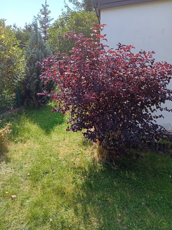 Działka rod Łódź Polesie. Zdjęcie 5