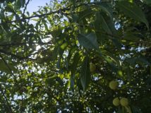 Działka rod Stargard, ul. Klonowa. Zdjęcie 3