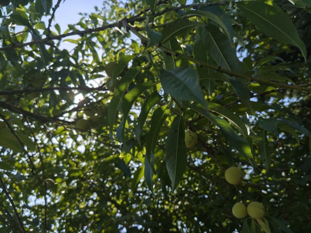 Działka rod Stargard, ul. Klonowa. Zdjęcie 4