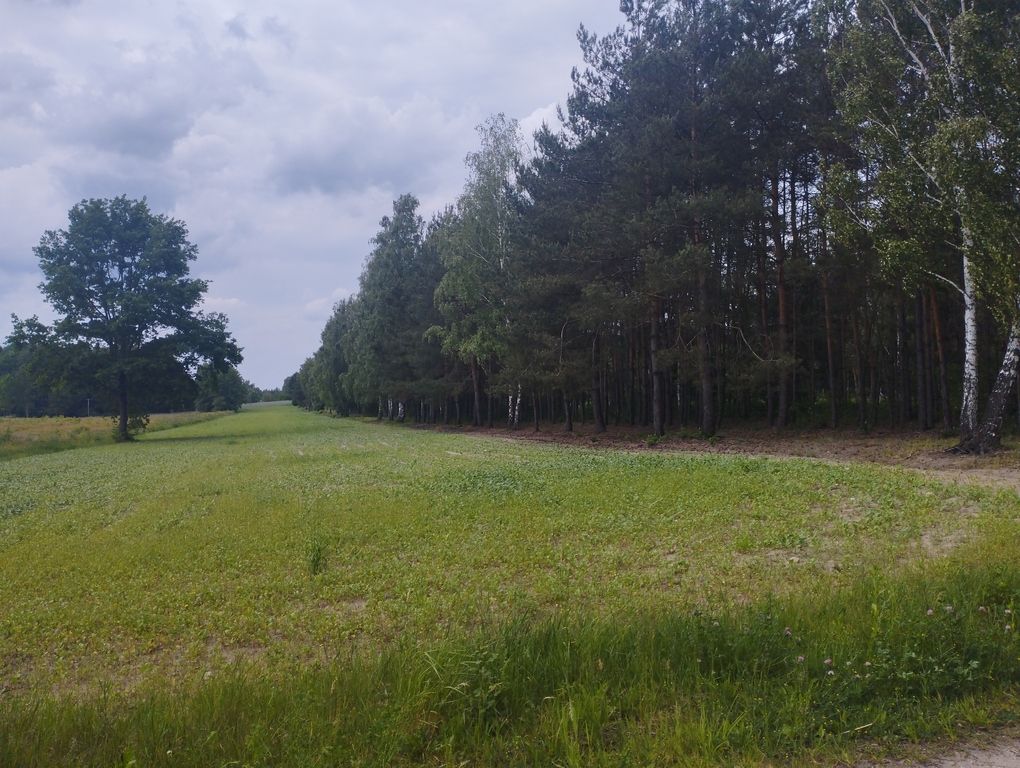 Działka budowlana Zaręby. Zdjęcie 6