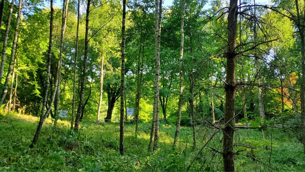 Działka budowlana Świerkocin. Zdjęcie 4