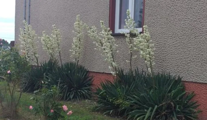 dom wolnostojący, 4 pokoje Ochotnik